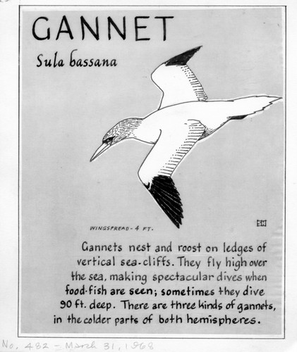 Gannet: Sula bassana (illustration from "The Ocean World")