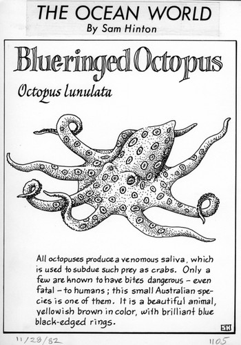 Blue-ringed octopus: Octopus lunulatus (illustration from "The Ocean World")