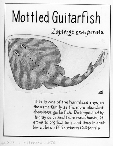 Mottled guitarfish: Zapteryx exasperata (illustration from "The Ocean World")