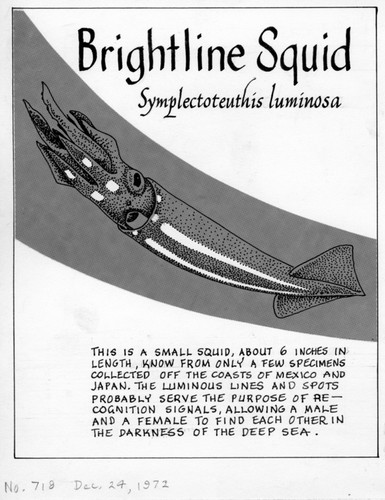 Brightline squid: Symplectoteuthis luminosa (illustration from "The Ocean World")