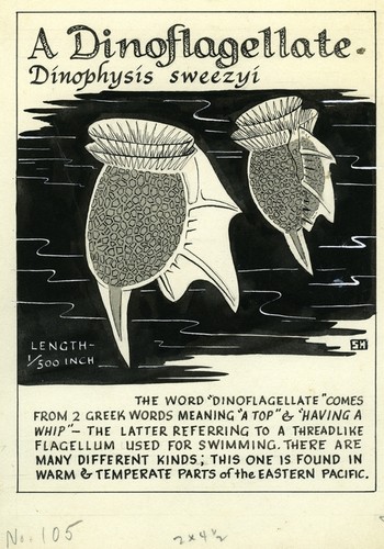 A dinoflagellate: Dinophysis swezyi (illustration from "The Ocean World")