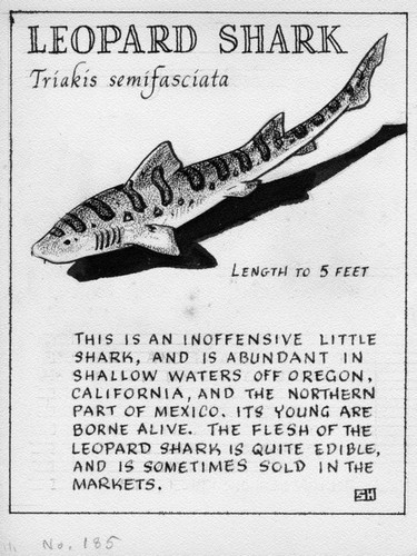 Leopard shark: Triakis semifasciata (illustration from "The Ocean World")