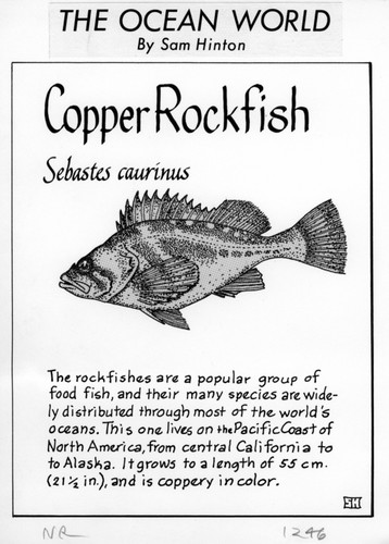 Copper rockfish: Sebastes caurinus (illustration from "The Ocean World")