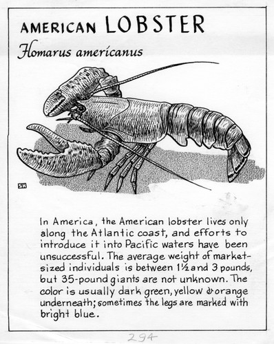 American lobster: Homarus americanus (illustration from "The Ocean World")