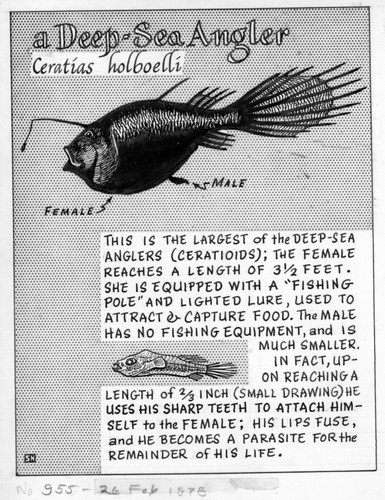 A deep-sea angler: Ceratias holboelli (illustration from "The Ocean World")