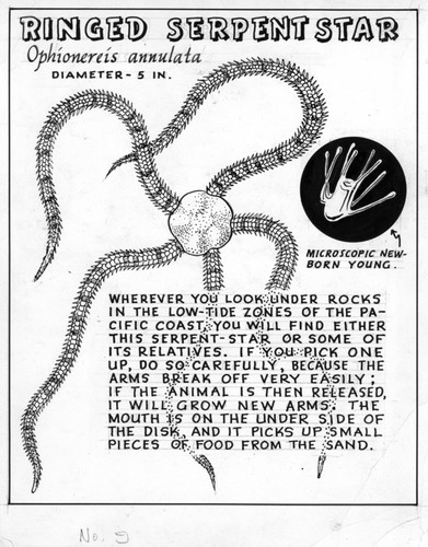 Ringed serpent star: Ophionereis annulata (illustration from "The Ocean World")