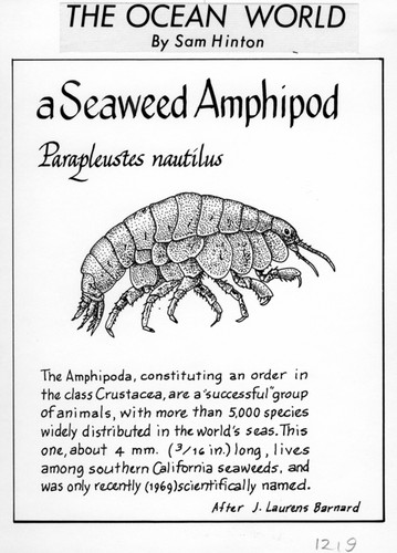 Seaweed amphipod: Parapleustes nautilus (illustration from "The Ocean World")