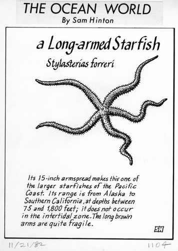 A long-armed starfish: Stylasterias forreri (illustration from "The Ocean World")