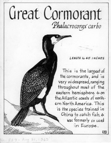 Great cormorant: Phalacrocorax carbo (illustration from "The Ocean World")