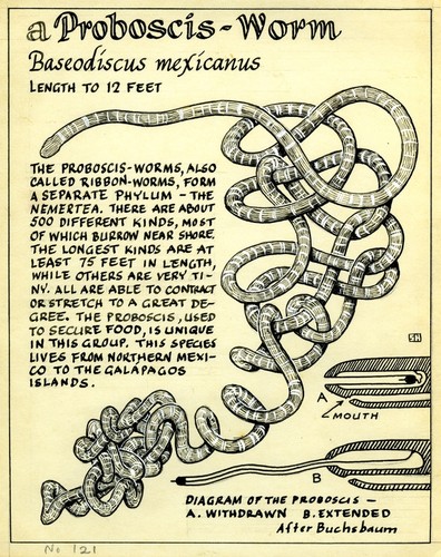 A proboscis worm: Baseodiscus mexicanus (illustration from "The Ocean World")