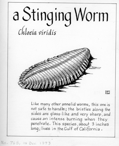 A stinging worm: Chloeia viridis (illustration from "The Ocean World")