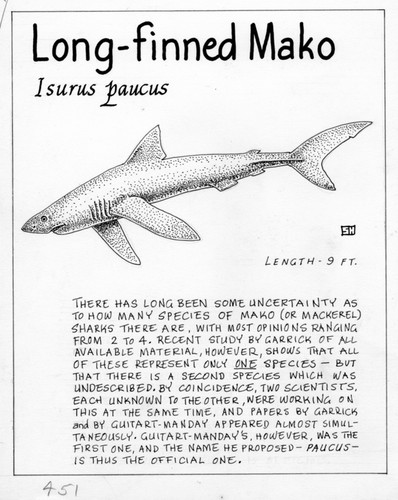 Long-finned mako: Isurus paucus (illustration from "The Ocean World")