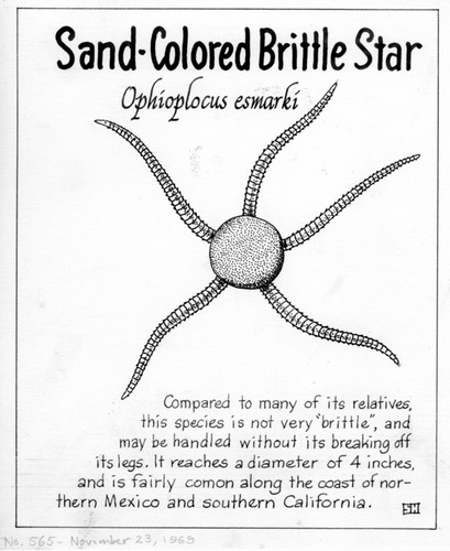 Sand-colored brittle star: Ophioplocus esmarki (illustration from "The Ocean World")