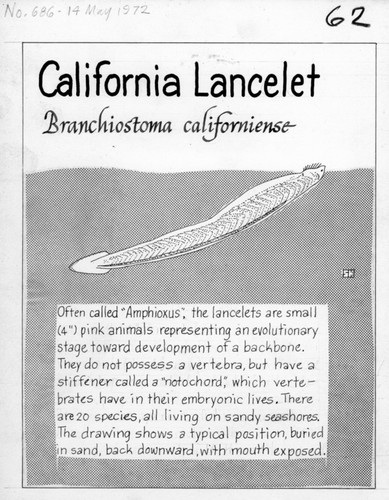 California lancelet: Branchiostoma californiense (illustration from "The Ocean World")