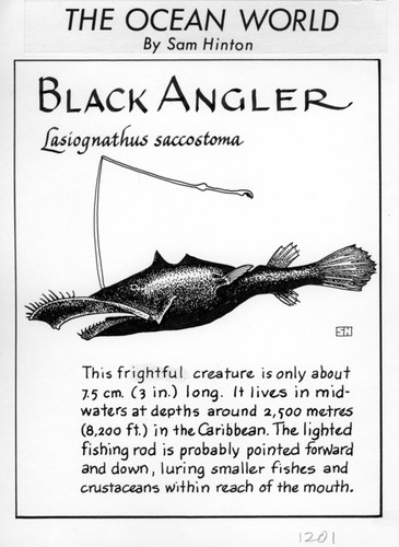 Black angler: Lasiognathus saccostoma (illustration from "The Ocean World")