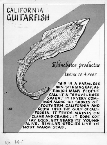 California guitarfish: Rhinobatos productus (illustration from "The Ocean World")