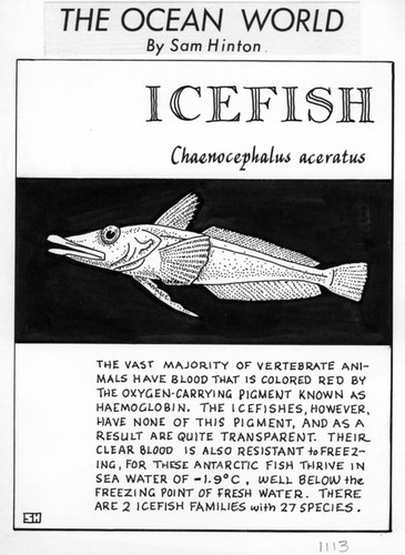 Icefish: Chaenocephalus aceratus (illustration from "The Ocean World")