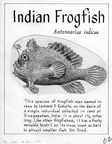 Indian frogfish: Antennarius indicus (illustration from "The Ocean World")