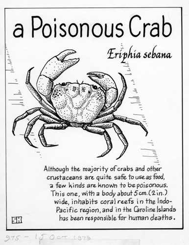 A poisonous crab: Eriphia sebana (illustration from "The Ocean World")