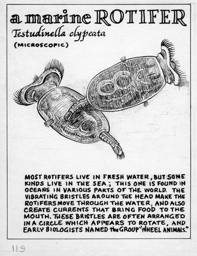 A marine rotifer: Testudinella clypeata (illustration from "The Ocean World")