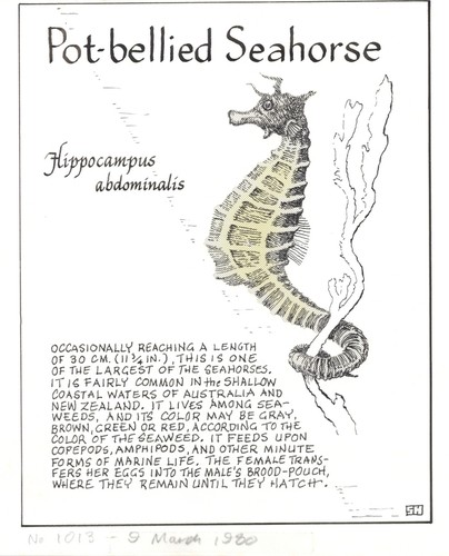 Pot-bellied seahorse: Hippocampus abdominalis (illustration from "The Ocean World")