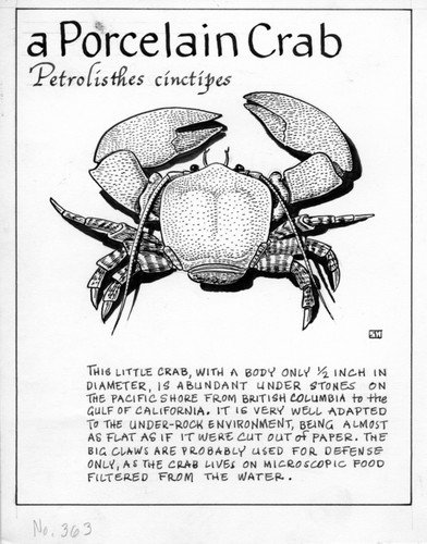 A porcelain crab: Petrolisthes cinctipes (illustration from "The Ocean World")