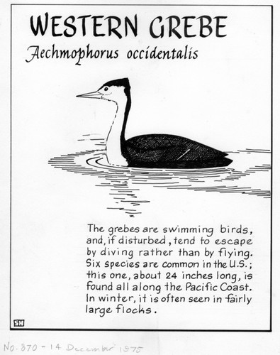 Western grebe: Aechmophorus occidentalis (illustration from "The Ocean World")