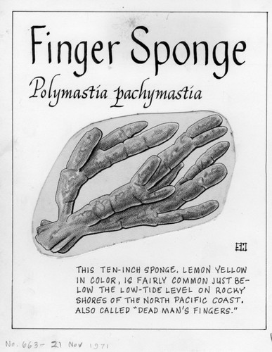 Finger sponge: Polymastia pachymastia (illustration from "The Ocean World")