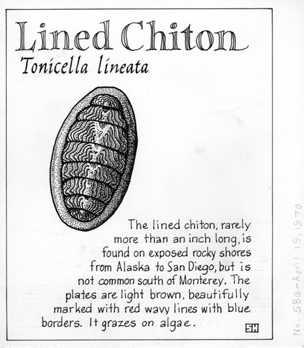 Lined chiton: Tonicella lineata (illustration from "The Ocean World")