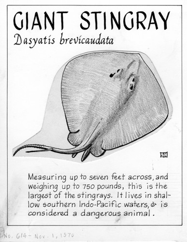 Giant stingray: Dasyatis brevicaudata (illustration from "The Ocean World")