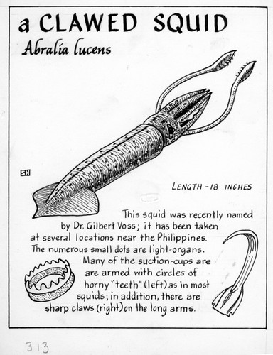 A clawed squid: Abralia lucens (illustration from "The Ocean World")