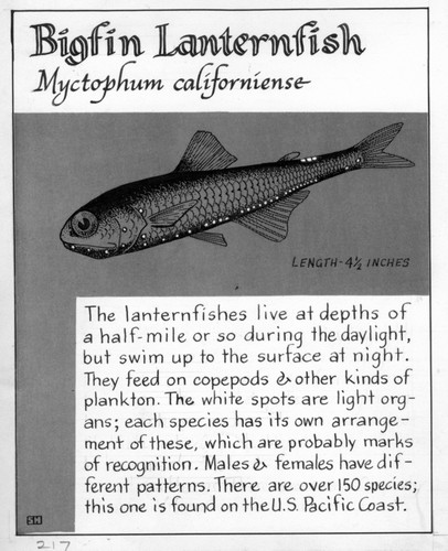 Bigfin lanternfish: Myctophum californiense (illustration from "The Ocean World")