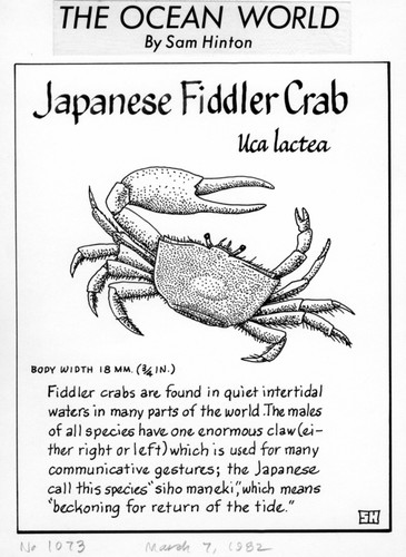 Japanese fiddler crab: Uca lactea (illustration from "The Ocean World")