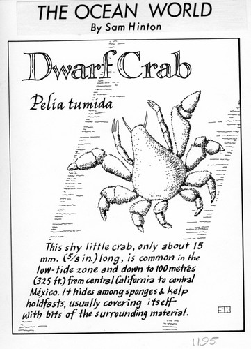 Dwarf crab: Pelia tumida (illustration from "The Ocean World")