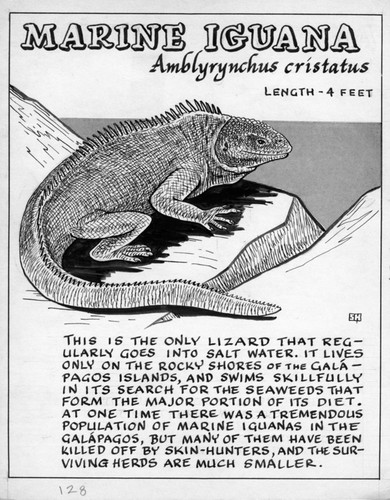 Marine iguana: Amblyrhynchus cristatus (illustration from "The Ocean World")