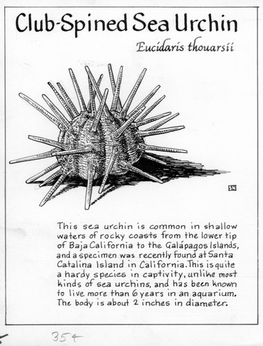 Club-spined sea urchin: Eucidaris thouarsii (illustration from "The Ocean World")