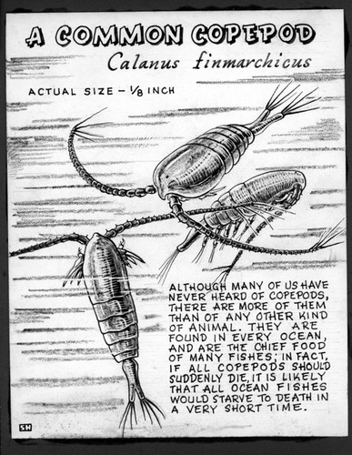 Common copepod: Calanus finmarchius (illustration from "The Ocean World")