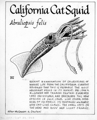 California cat squid: Abraliopsis felis (illustration from "The Ocean World")