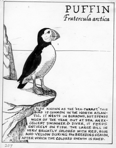 Puffin: Fratercula arctica (illustration from "The Ocean World")