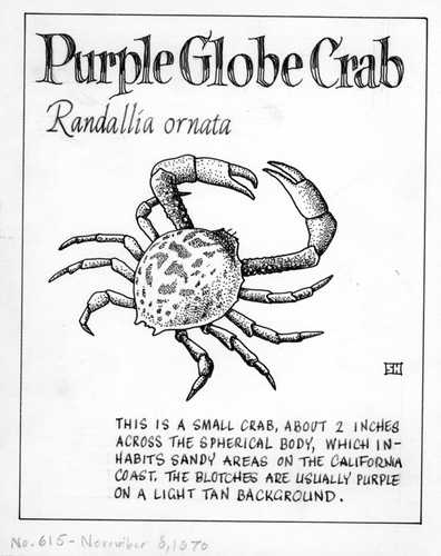 Purple globe crab: Randallia ornata (illustration from "The Ocean World")