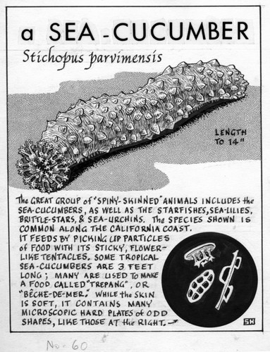 A sea-cucumber: Stichopus parvimensis (illustration from "The Ocean World")