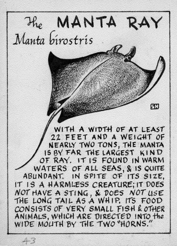 Manta ray: Manta birostris (illustration from "The Ocean World")