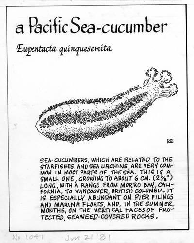 A Pacific sea-cucumber: Eupentacta quinquesemita (illustration from "The Ocean World")