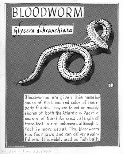 Bloodworm: Glycera dibranchiata (illustration from "The Ocean World")