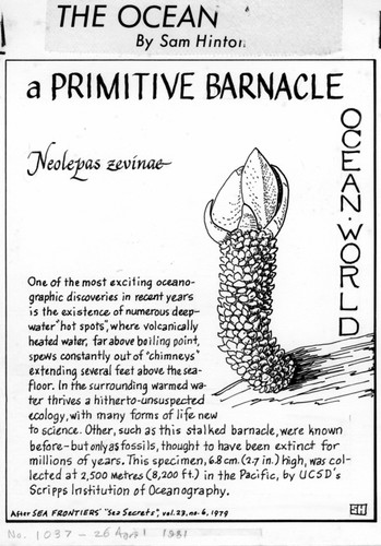 A primitive barnacle: Neolepas zevinae (illustration from "The Ocean World")