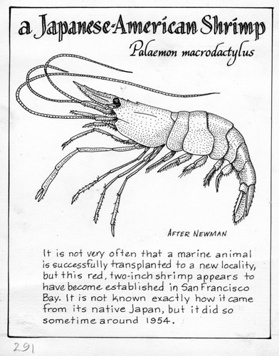 A Japanese-American shrimp: Palaemon macrodactylus (illustration from "The Ocean World")