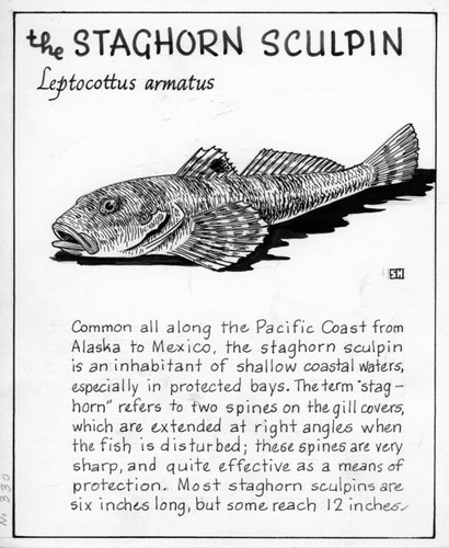 The staghorn sculpin: Leptocottus armatus (illustration from "The Ocean World")