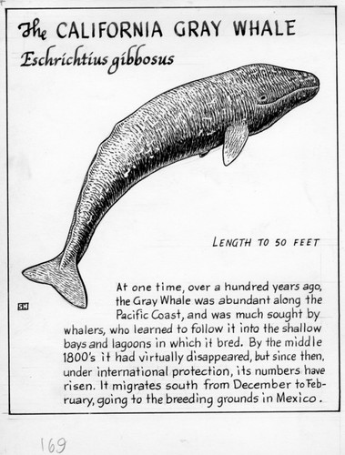 The California gray whale: Eschrichtius gibbosus (illustration from "The Ocean World")