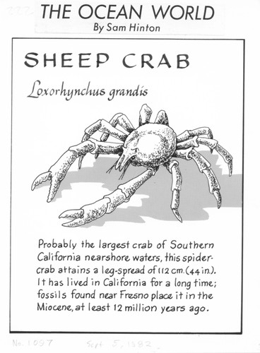Sheep crab: Loxorhynchus grandis (illustration from "The Ocean World")