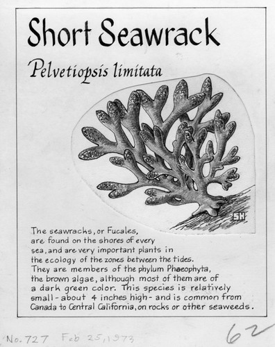 Short seawrack: Pelvetiopsis limitata (illustration from "The Ocean World")